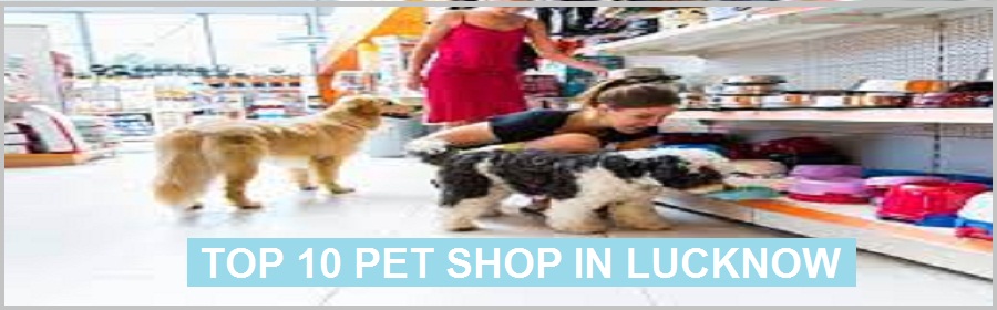 Top 10 Pet Shop in Lucknow